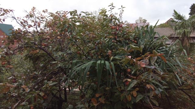 Дерево. Хурма. Tree. Persimmon. #persimmon #persimmonfruit #treeoflife #хурма #дерево #деревохурмы