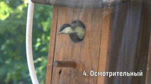Вылет птенцов синичек из гнезда.