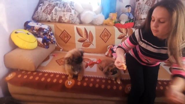 Как ухаживать за собакой пикенес смотреть онлайн