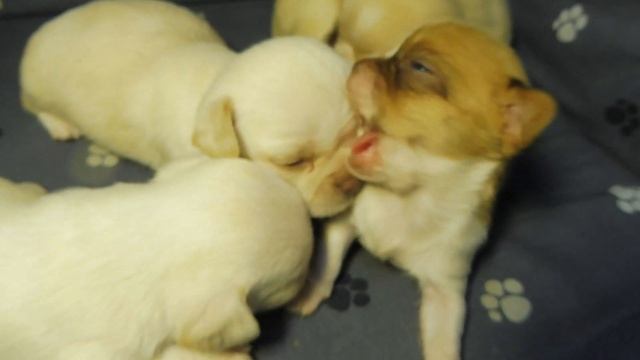 Щенки породы ЧИХУАХУА возраст 25 дней. ПОЗДРАВЛЯЮ с 1 мая ! #купитьчихуахуа ОТ 35 тр +7 921 595 084 смотреть онлайн