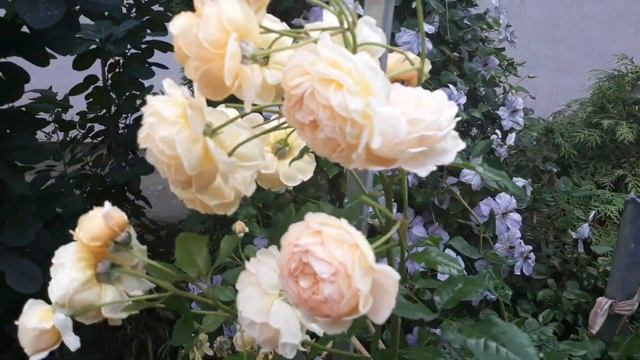 Розы.CROWN PRINCESS MARGARETA .Краун Принцесса Маргарет. смотреть онлайн