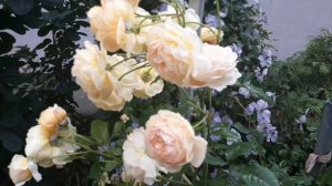 Розы.CROWN PRINCESS MARGARETA .Краун Принцесса Маргарет.