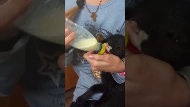 #Кормление наших животных/#пополнение в хозяйстве смотреть онлайн