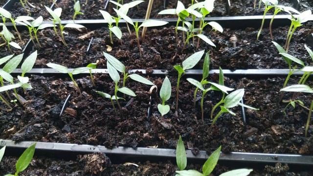 Сделайте это сейчас с рассадой, чтобы рассада была крепкая. Полив, температура, уход за рассадой смотреть онлайн