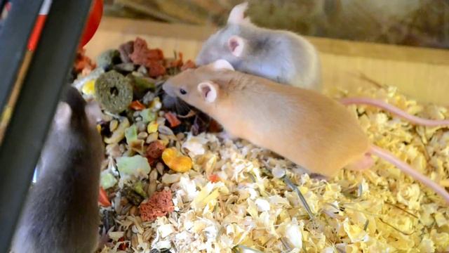 Рыжий, Серая и Голубая. смотреть онлайн