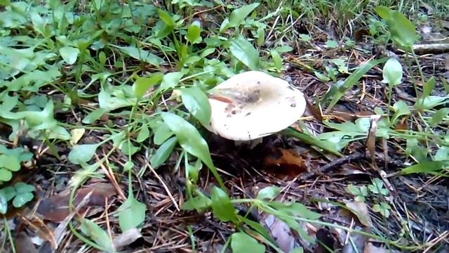 Как я собирал грибы - как прячутся от нас сыроежки и подберезовики. смотреть онлайн