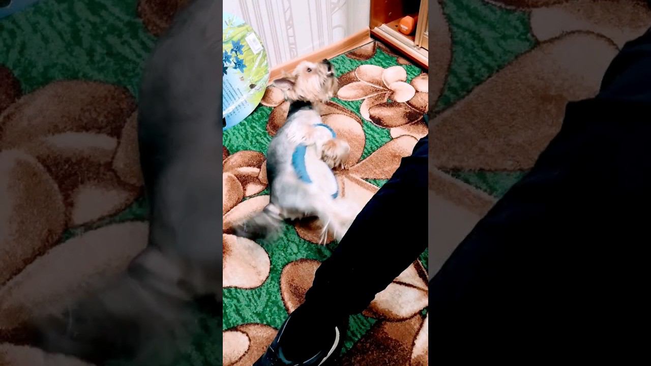 ▷Йоркская любовь◁ смотреть онлайн