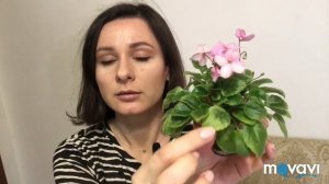 Как формировать трейлерную фиалку. Мои трейлеры. African violets