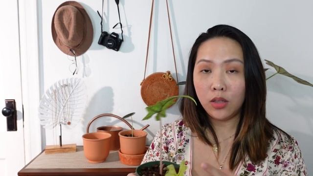 ALOCASIA PLANTS UPDATE (alocasia jacklyn, cuprea, & dragon scale) смотреть онлайн