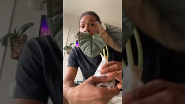 Unboxing - Alocasia Reginae 