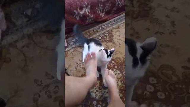 Кот меня домогается смотреть онлайн