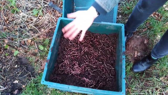 How to Start a Wormery [part 1] смотреть онлайн