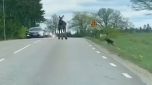 Умчи меня Олень в свою страну Оленью...)))