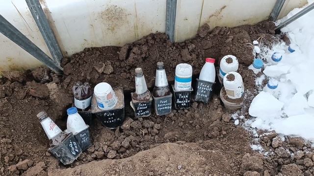Первый раз в этом году прикопал саженцы роз и самшита (в контейнере) в парнике. Огород. Блог о дач смотреть онлайн