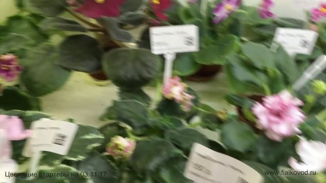 Фиалки, продающиеся 03.11.17 в магазине "Фиалковод" у м. "Отрадное" смотреть онлайн