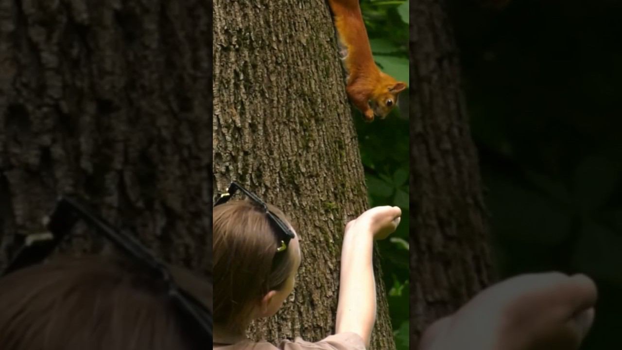 ЧТО ДЕЛАТЬ, ЕСЛИ ВАС УКУСИЛА БЕЛКА? смотреть онлайн