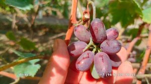 Виноград  Алиса  и  Щелкунчик