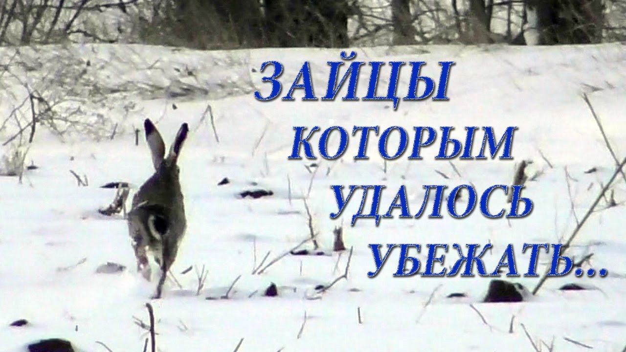 Зайцы которым удалось убежать... смотреть онлайн