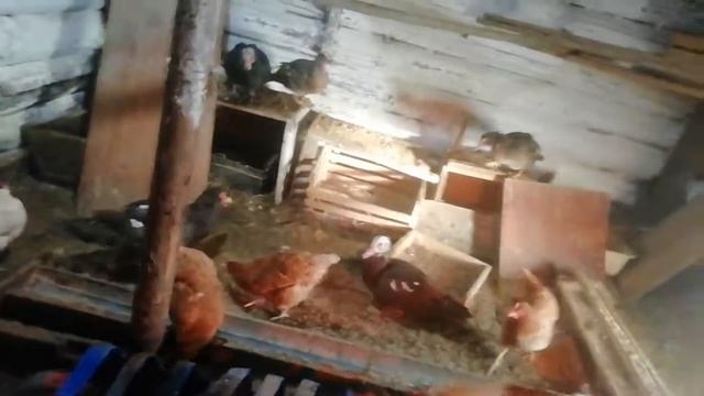 Содержание индоуток и кур несушек зимой смотреть онлайн