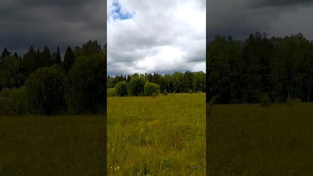 звуки природы # птицы# луга#Коми# слушать в наушниках # смотреть онлайн