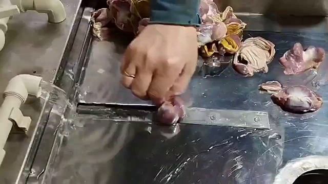 Машина для снятия кутикулы с желудков птицы. Спрут Технолоджи смотреть онлайн