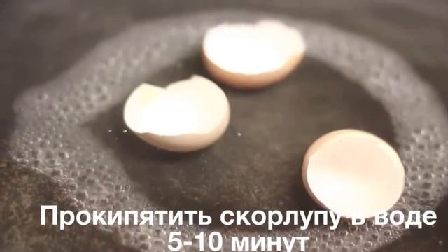 Кальций для сухопутных черепах? смотреть онлайн