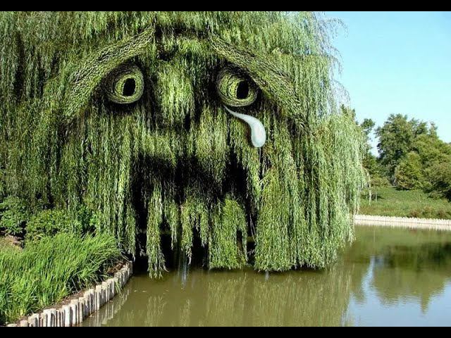 Вот такое дерево смотреть онлайн