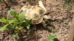 Космический зоопарк,или Животные в космосе