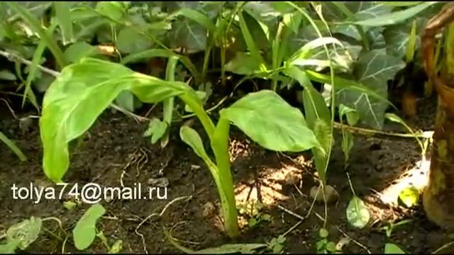 Банан Басио (Musa basjoo).avi смотреть онлайн