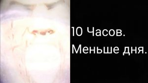 Сколько дней осталось до лета?•Бен•Мем с Беном.