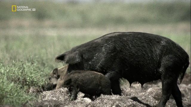 Загаде смотреть онлайн