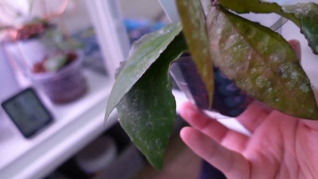 How To Care For Hoya Caudata/ General Care For Hoya Caudata Sumatra