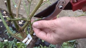 ОСЕННЯЯ ОБРЕЗКА ШТАМБОВОЙ РОЗЫ? ПОДГОТОВКА К ЗИМЕ