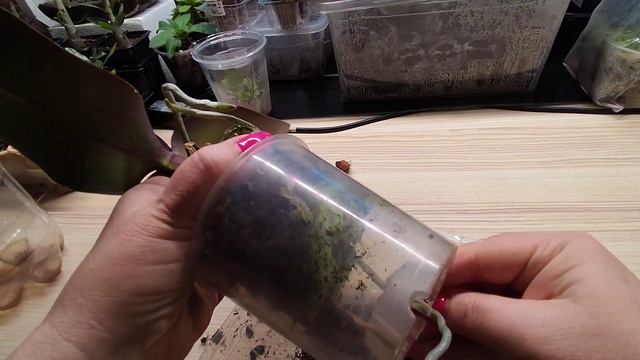 15.03.22 Орхидея Santa Ros,пора пересаживать после восстановления смотреть онлайн