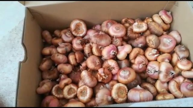 ПОДГОТОВКА ГЛАДИОЛУСОВ К ПОСАДКЕ смотреть онлайн