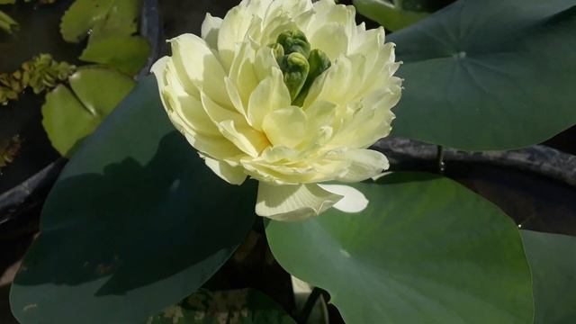 Jen Ru lotus смотреть онлайн