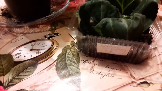 Глоксиния - продлеваем цветение смотреть онлайн