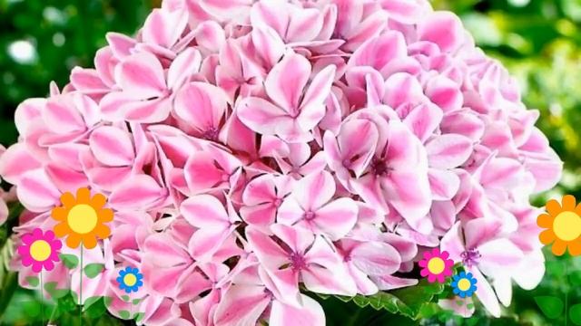 Гортензия крупнолистная Peppermint. Краткий обзор, описание характеристик, где купить саженцы смотреть онлайн