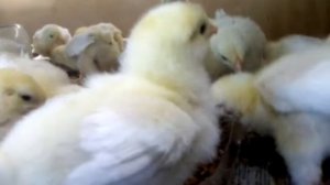 Новый прикорм для цыплят, гречневая крупа