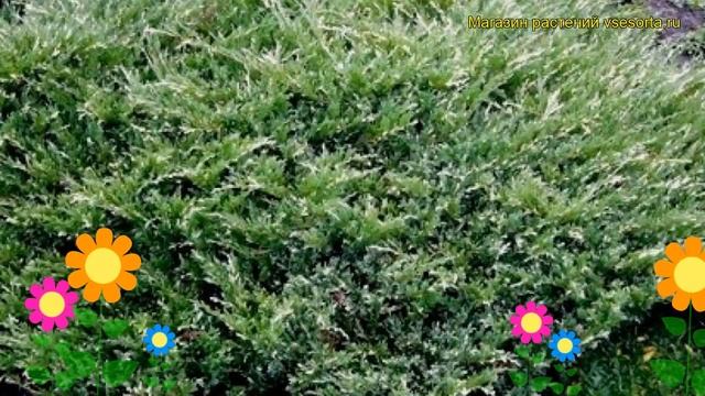 Можжевельник горизонтальный Андорра Вариегата. Обзор juniperus horizontalis Andorra Variegata смотреть онлайн