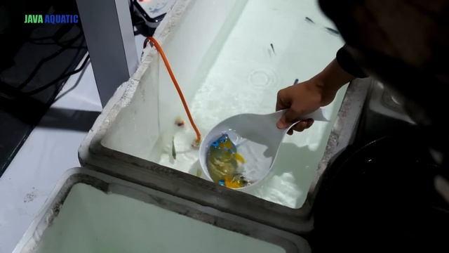 IKAN IMPORT DATANG LAGI DI JAVA REEF смотреть онлайн