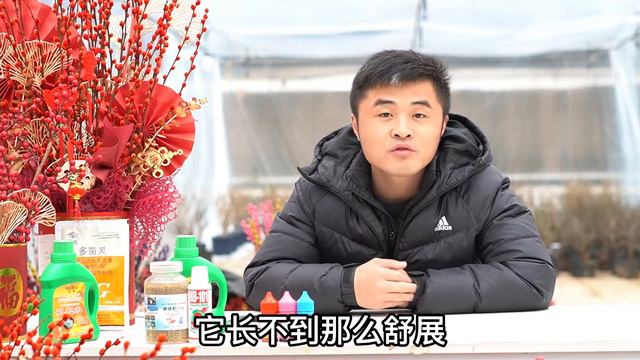 【每日问答】绿天鹅海芋新长叶子总有缺口？茶花花苞发黑？Q&A: Alocasia Frydek‘leaves are curly. The buds of Camellia turned black смотреть онлайн