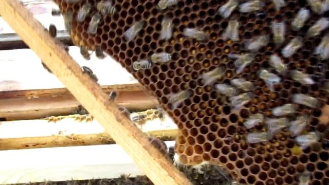 Дітям про бджол смотреть онлайн