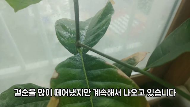 아파트에서 키우는 간단한 열대유실수 소개영상!(카카오, 잭프룻, 애플망고) смотреть онлайн