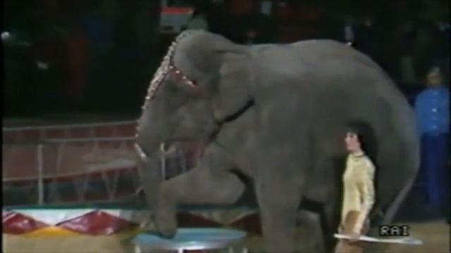 Cristina Orfei con gli elefanti - (Liana, Rinaldo Orfei e Pippo Baudo 1986) смотреть онлайн