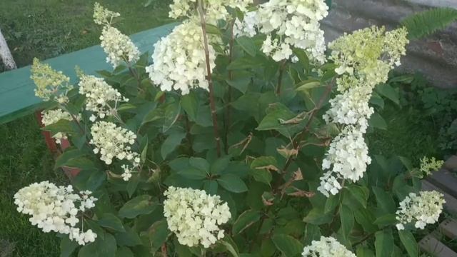 Гортензия метельчатая Грандифлора. смотреть онлайн