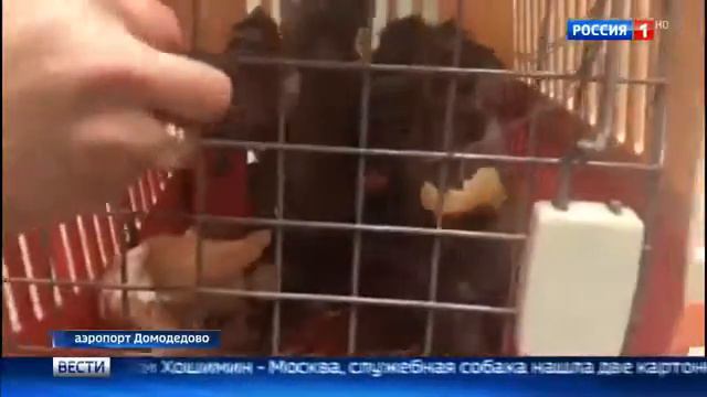Таможенники в Домодедове нашли в багаже 15 обезьян! смотреть онлайн