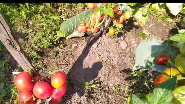 Томаты ГНОМЫ-это чудо. смотреть онлайн