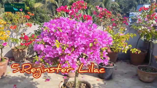 Top Ten Best Blooming Bougainvillea. смотреть онлайн