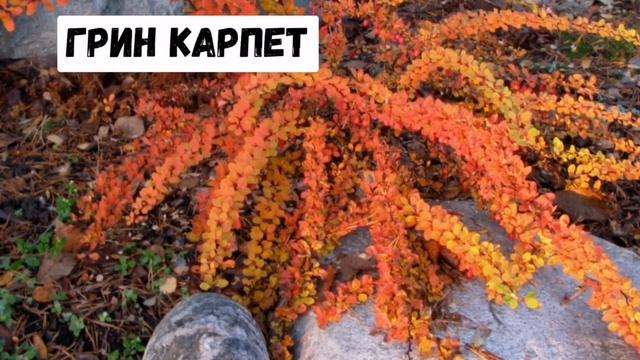 Декоративный кустарник БАРБАРИС, подробно с названиями. Виды, сорта, особенности и советы от Евгени смотреть онлайн